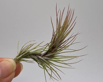 Blushing Funckiana — Planta de aire de hojas retorcidas y aciculares / Planta viva / Luz y hojas