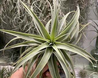 Cacticola XL — Ejemplar de colección largo / Planta viva / Luz y hojas