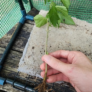 Rooted Rose of Sharon plant