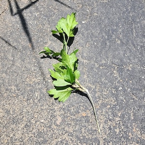 Rose of Sharon unrooted cutting