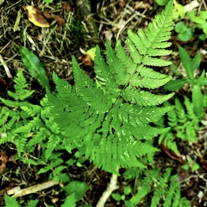 Wood Fern rooted plant