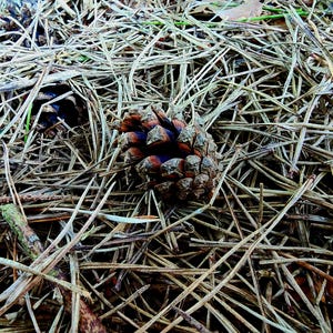 Pine Needles