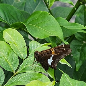 Chinese Wisteria unrooted cutting