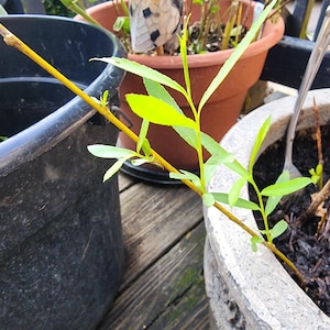 Weeping Willow rooted cutting