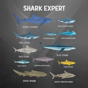 Funny Shark Tee for Men Ocean Fish Kids & Toddler Boys Shark Png, Digital Download