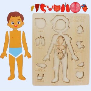 Puzzles Montessori Occupé Conseil Corps Humain Enseigner Apprendre Les Parties Du Corps