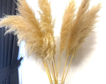 Pampass Grass Bouquet-Natural Wild Dried Flower Bunch for Wedding Decor & Home Decoration - Fluffy Pampas