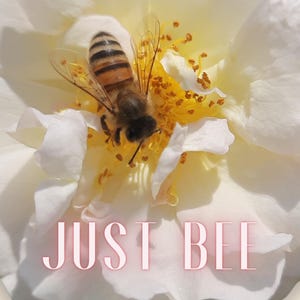 Bee Poster Honey Bee Art Insect Wall Hanging Minimalist Home Decor White Rose Poster Nature Lover Gift Insect Photography Garden Wall Decor
