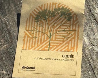 Cumin Seeds  - Selected for growing in the heat of Florida and Zones 9a 9b and 10