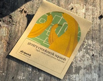 Gentry Crookneck Squash Seeds  - Selected for growing in the heat of Florida and Zones 9a 9b and 10