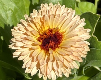 Calendula (Orange Flash) Seeds - Selected for growing in the heat of Florida and Zones 9a 9b and 10