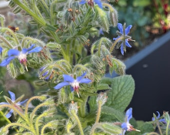 Borage Seeds - Selected for growing in the heat of Florida and Zones 9a 9b and 10