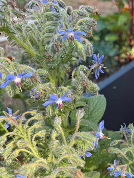Borage Seeds - Selected for Growing in the Heat of Florida and Zones 9a 9b  and 10 - Etsy