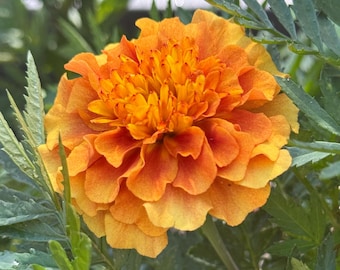 Marigold (Strawberry Blonde) Seeds  - Selected for growing in the heat of Florida and Zones 9a 9b and 10