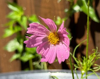 Cosmos (Versailles Mix) Seeds - Selected for growing in the heat of Florida and Zones 9a 9b and 10