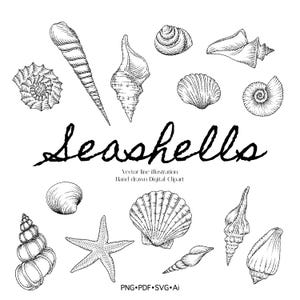 Ilustración de concha marina (Clipart): Arte vectorial dibujado a mano (PNG, SVG, PDF, Ai)