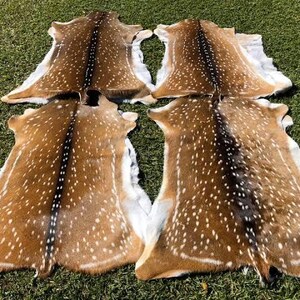 Pode incluir: Quatro peles de veado com padr&otilde;es manchados castanhos e brancos s&atilde;o exibidas sobre relva verde. Cada pele tem uma faixa castanha escura no centro e bordas brancas. As peles est&atilde;o dispostas em um padr&atilde;o sim&eacute;trico.
