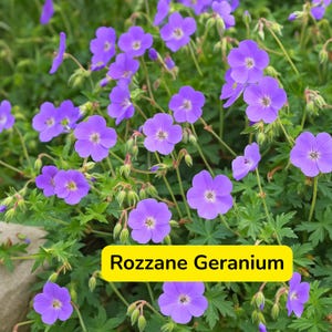 ROZANNE GERANIUM Gerwat Seeds, 25+ Seeds Flowers Plant for Home Garden