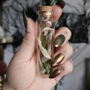 May include: A small, clear glass vial sealed with a light brown cork stopper. Inside the transparent bottle, there is a coiled piece of textured, off-white snakeskin wrapped around a single, slender green leaf with visible veins and pointed edges.