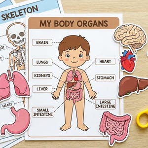 May include: Educational charts and cutouts for learning about the human body. Includes diagrams of the skeleton, body organs, and a toothbrushing guide. Features labeled illustrations of the brain, lungs, heart, and intestines.