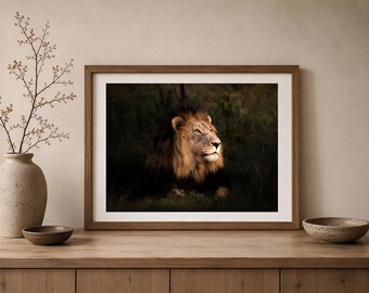 Black Maned Lion, South Africa Safari Portrait Print  Photo Paper, Aluminum