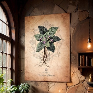 Alraune Vintage Botanische Illustration Kunstdruck / Zauberhafte Kräuterkunde / Magische Botanik / Heilkräuter Print / Kräuterkunde / Verzauberte Alchemie Poster