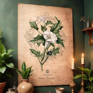 Impresión de arte botánico vintage de brujería / Herbología mágica / Botánica mágica / Impresión de hierbas medicinales / Póster de alquimia encantada / Venenoso