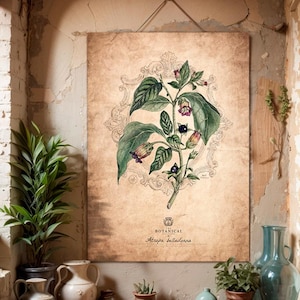 Atropa Bella-Donna Vintage botanischer Kunstdruck / Zauberhafte Kräuterkunde / Magische Botanik / Heilkräuter Poster / Verzauberte Alchemie Poster
