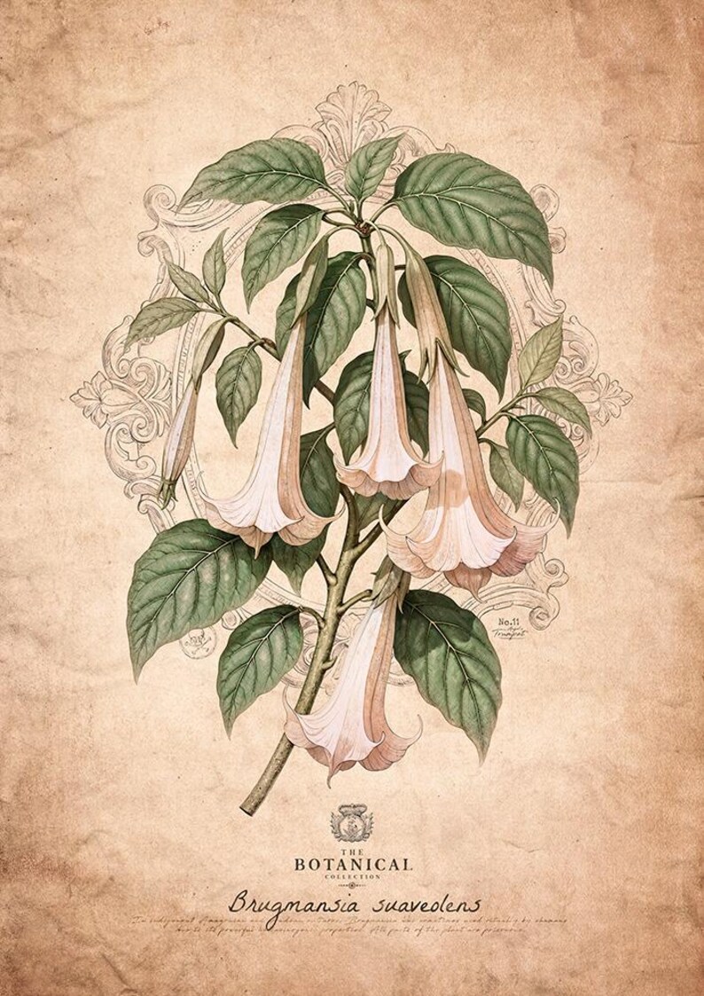 Puede incluir: Ilustraci&oacute;n bot&aacute;nica vintage de Brugmansia suaveolens, con flores en forma de trompeta de color rosa p&aacute;lido y hojas verdes. La obra de arte se encuentra sobre un fondo texturizado y envejecido con un marco decorativo y texto bot&aacute;nico.
