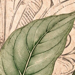 Puede incluir: Primer plano de una ilustraci&oacute;n bot&aacute;nica con una gran hoja verde con venas prominentes. La hoja se encuentra sobre un fondo de tonos beige y sepia descoloridos con patrones estilizados de flores y hojas, creando una est&eacute;tica vintage.