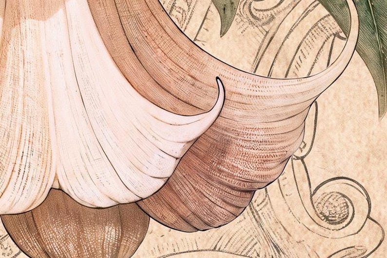 Puede incluir: Primer plano de una ilustraci&oacute;n bot&aacute;nica que presenta una flor grande y estilizada. Los p&eacute;talos est&aacute;n representados en tonos crema y marr&oacute;n, con texturas detalladas y l&iacute;neas curvas. El fondo tiene un tono sepia con elementos decorativos tenues.