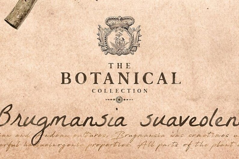 Puede incluir: Una impresi&oacute;n bot&aacute;nica de estilo vintage sobre un fondo beige. El texto dice "The Botanical Collection" y "Brugmansia suaveolens". Un escudo detallado con una corona y elementos florales se encuentra en la parte superior. El dise&ntilde;o general tiene una est&eacute;tica cl&aacute;sica y envejecida.