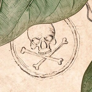 Puede incluir: Ilustraci&oacute;n de estilo vintage de una calavera con huesos cruzados dentro de un marco circular. El dise&ntilde;o es detallado, con un estilo dibujado a mano. El fondo tiene una textura de pergamino, con hojas verdes.