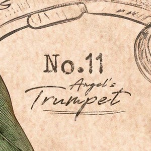 Puede incluir: Ilustraci&oacute;n bot&aacute;nica de estilo vintage con el texto "No. 11 Angel's Trumpet" en una mezcla de fuentes serif y script. El fondo es un papel texturizado envejecido, con una hoja verde y elementos florales.