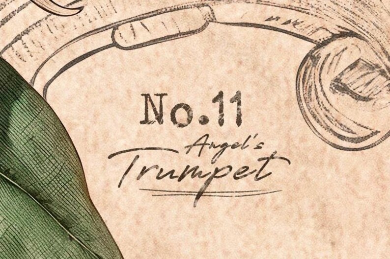 Puede incluir: Ilustraci&oacute;n bot&aacute;nica de estilo vintage con el texto "No. 11 Angel's Trumpet" en una mezcla de fuentes serif y script. El fondo es un papel texturizado envejecido, con una hoja verde y elementos florales.