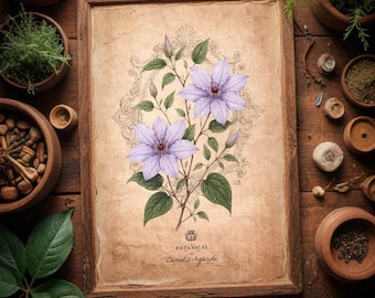 Clematis Botanical Art Print: Vintage Witchcraft Decor (Digital Download, 300 DPI JPG