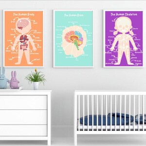 Set van 3 posters menselijke anatomie voor kinderen | Leuke niet-ingelijste print skelet, organen en hersenen | Educatieve muurkunst voor in de klas of in de speelkamer