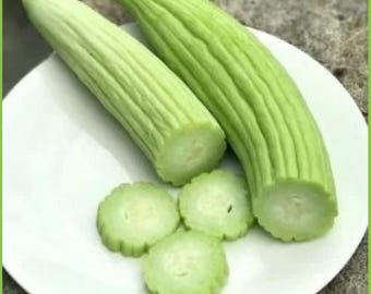 Gurke Acur weiß 10 Samen Lange Schlanke Gurke Armenische Gurke Gurken Samen Gurken Genuss Samenfest Gemüse Samen Gurken Saatgut Ata Tohumu