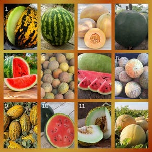 Könnte beinhalten: Eine Collage verschiedener Melonen und Wassermelonen. Das Bild zeigt eine Vielzahl von Formen, Größen und Farben, darunter grüne, gelbe und gestreifte Sorten. Einige sind ganz, während andere aufgeschnitten sind, um das saftige Fruchtfleisch zu zeigen.