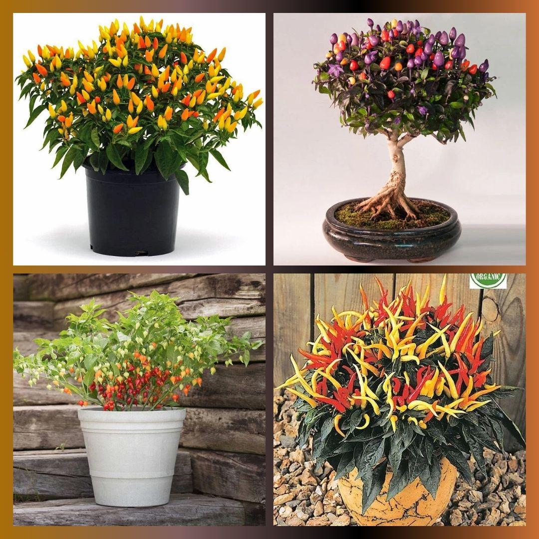 Bonsai chili - Etsy.de