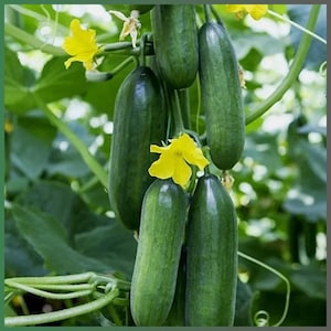 Könnte beinhalten: Nahaufnahme von mehreren grünen Gurken, die an einer Rebe hängen. Helle gelbe Blüten sind zwischen den Gurken und grünen Blättern verstreut. Die Gurken sind glatt und zylindrisch.