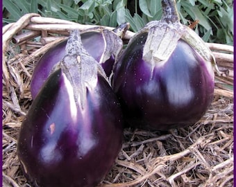 Produktbild von Tomate Dorf Pink 10 Samen -Türkische Dorftomate Samenfest Saatgut Ata Tohumu