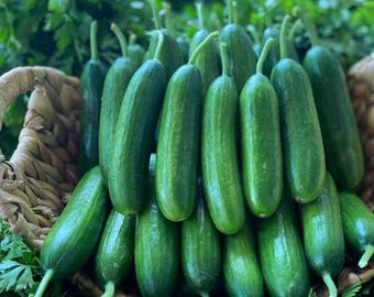 Türkische Dorfgurke Çengelköy Snackgurke Ertragreich Gurken Samen Samenfest Gurken Genuss Gemüse Samen Samenfest Saatgut Salatalik tohumu