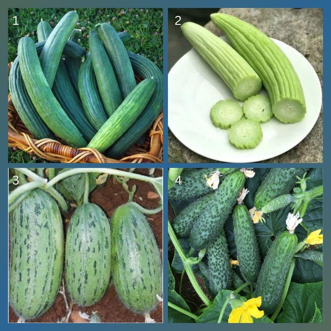 SAMEN Die Früchte Der BLAUGURKE Sind Ausergewöhnlich Wer Kennt Schon