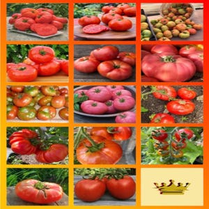 Könnte beinhalten: Eine Collage verschiedener Tomaten, die unterschiedliche Größen, Formen und Farben zeigen. Einige sind aufgeschnitten und zeigen ihr saftiges Inneres. Die Tomaten reichen von tiefrot bis rosa und grün, einige sind noch an der Rebe.