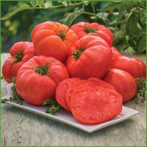 Könnte beinhalten: Eine Anordnung reifer, roter Tomaten, einige ganz und andere in Scheiben geschnitten, auf einem weißen rechteckigen Teller. Die Tomaten haben eine leicht gerippte Textur und grüne Stiele. Kräuterzweige sind um die Tomaten herum platziert.