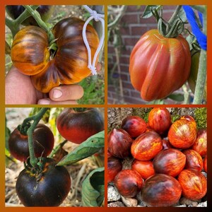 Könnte beinhalten: Eine Collage von Erbstücktomaten, die eine Vielzahl von Farben und Formen zeigt. Die Tomaten zeigen Schattierungen von Rot, Orange und Lila mit ausgeprägten Streifenmustern. Einige sind an Reben befestigt, andere sind gruppiert.