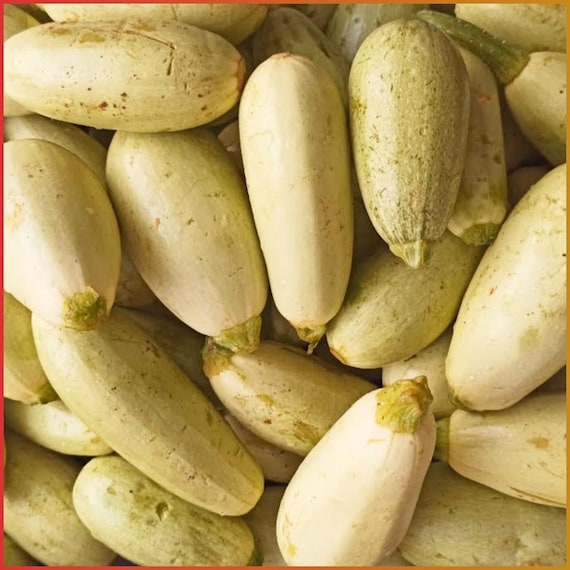 Zucchini Birecik Dolmalik 10 Samen Kabak Tohumu Zucchini Samen Ertragreich  Gemse Samen Samenfest Zucchini Saatgut Ata Tohumu - Etsy.de