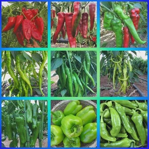 Könnte beinhalten: Eine Collage verschiedener Paprika. Das Bild zeigt rote, grüne und gelbe Paprika, darunter Paprika und lange, schlanke Sorten. Die Paprika werden an der Pflanze gezeigt, mit üppigem, grünem Laub.