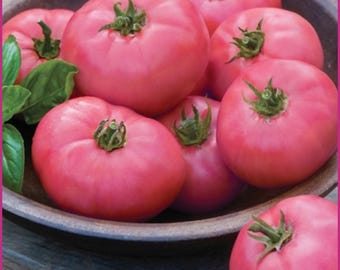 Tomatensamen russische beutelfrmige Japanische Trffel rot frische 10+  Samen! Samenfest mit Kultur-Anzuchtanleitung - Etsy.de